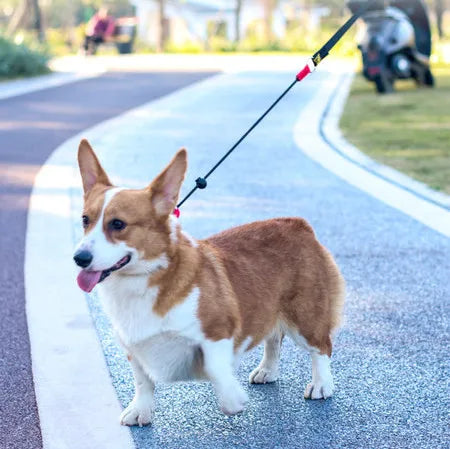 Guia unificada antipuxão. Tenha um passeio saudável e prazeroso com seu peludo.