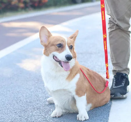 Guia unificada antipuxão. Tenha um passeio saudável e prazeroso com seu peludo.